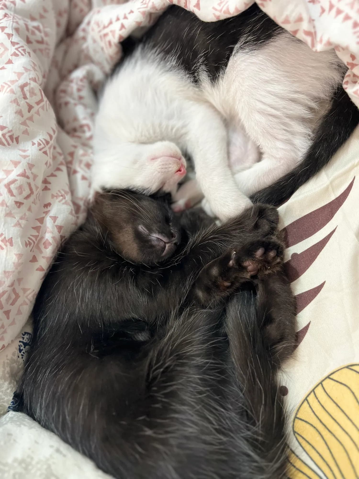 Zoro and Bunny sleeping face to face
