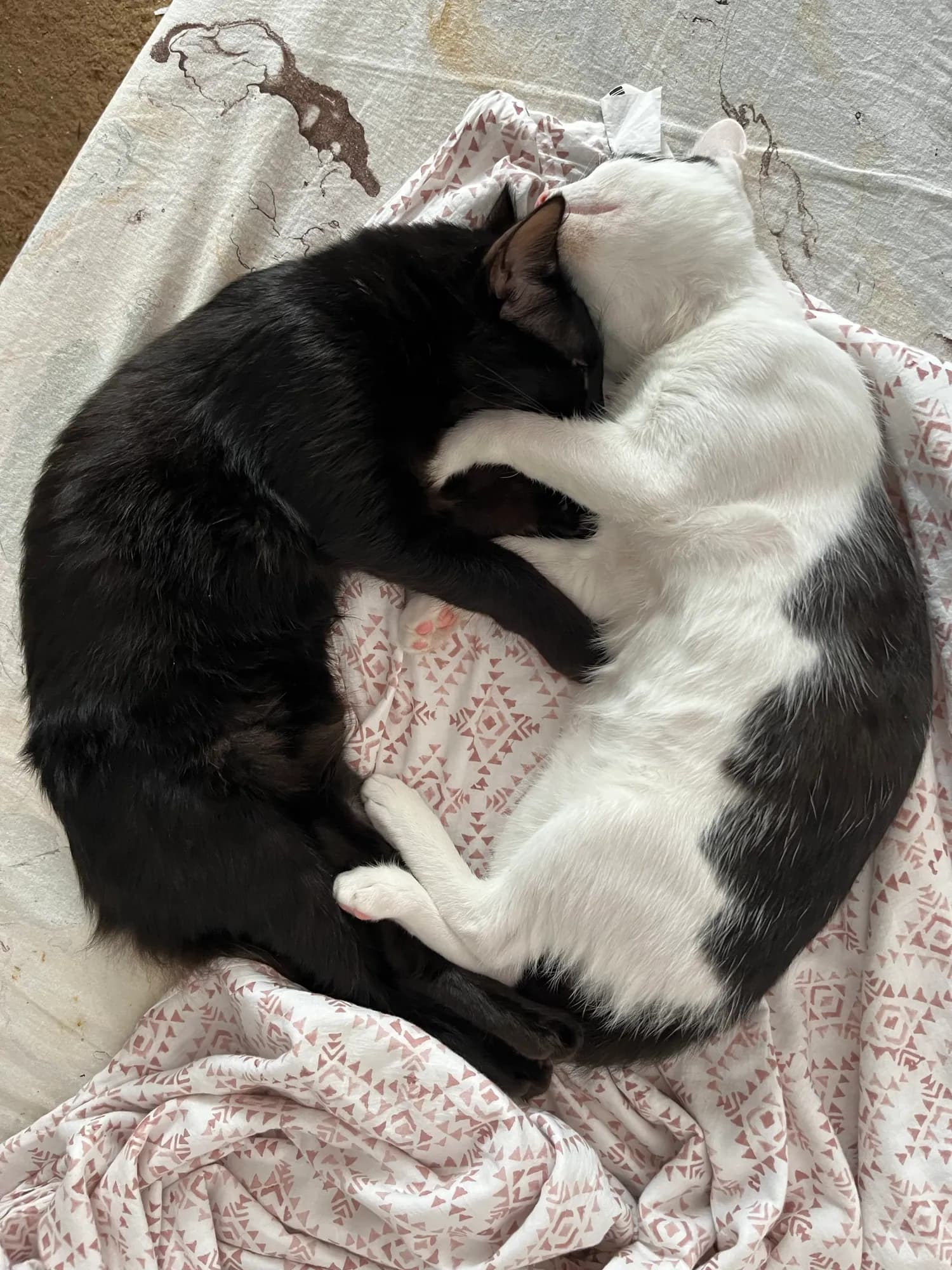 Zoro and Bunny embracing while asleep